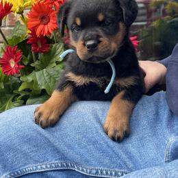 Boy 3 - Black and mahogany male Rottweiler puppy in Burlington, Kentucky from vom Blaurasen Rottweilers