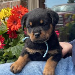Boy 3 - Black and mahogany male Rottweiler puppy in Burlington, Kentucky from vom Blaurasen Rottweilers