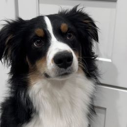 Miniature Australian Shepherds from Spruce It Up