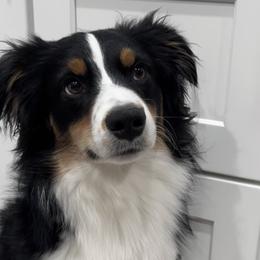 Miniature Australian Shepherds from Spruce It Up