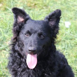 Over Easy - Black female Miniature American Shepherd puppy in Maryland from Atomic Minis
