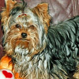 Yorkshire Terrier All Grown Up from Mustard Seed Meadows