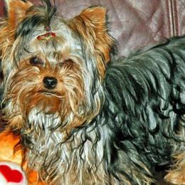 Yorkshire Terrier All Grown Up from Mustard Seed Meadows
