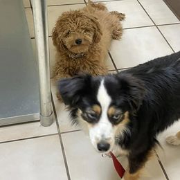 Aussiedoodles from Cadillac Mini Aussiedoodles, LLC