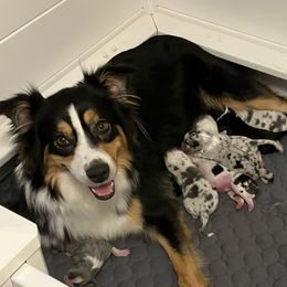 Penny - Australian Shepherd