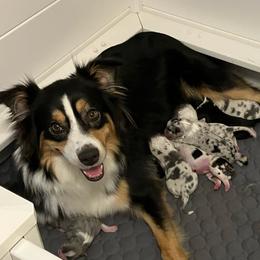 Penny - Australian Shepherd