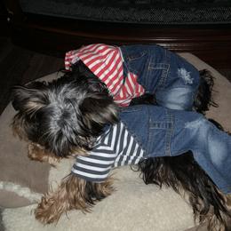 Yorkshire Terrier Puppies from Missy Lu Lap Puppies