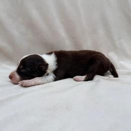 Female Red Tri II - Tri-color female Border Collie puppy in Okeechobee, Florida from Cowtown Corgis & Border Collies