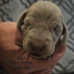 Black Collar - Silver gray female Weimaraner puppy in Indiana from So-IN Weimaraner's