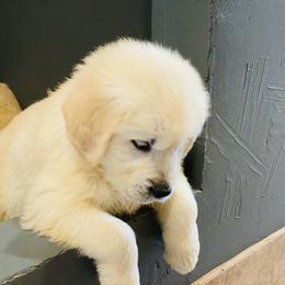 Golden Retriever Puppies from Coconut Cream Goldens