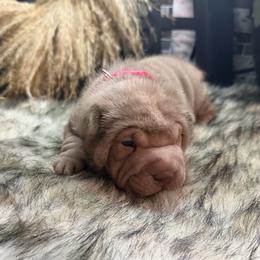 Chamomile - Lilac dilute female Chinese Shar-Pei puppy in Lehigh Acres, Florida from Florida Wrinkles
