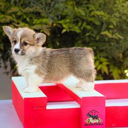 Lime green - Sable male Pembroke Welsh Corgi puppy in Caliente, California from Rafter Cross 7