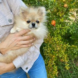 Tisza (toy) - Orange female Pomeranian puppy in Citrus Heights, California from Yev and Marina's Pomeranians (AKC)
