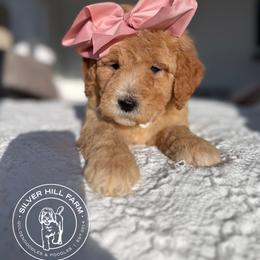 Girl 6 - Red  female Goldendoodle puppy in Fayetteville, Arkansas from Silver Hill Farm