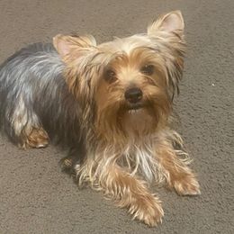 Yorkshire Terriers from Callahan Yorkies