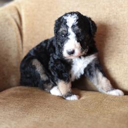 Orange collar male - Tri-color male Bernedoodle puppy in Scottsboro, Alabama from Dixie Land Doodles