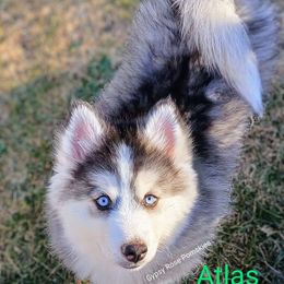 Atlas - Pomsky puppy from Gypsy Rose Pomskies