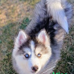 Atlas - Pomsky puppy from Gypsy Rose Pomskies