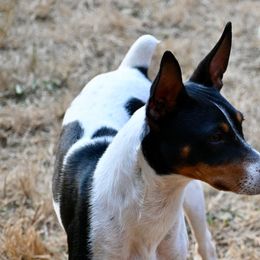 Teddy - Black tan and white Rat Terrier puppy in Gig Harbor, Washington from DHart Farm & Kennel