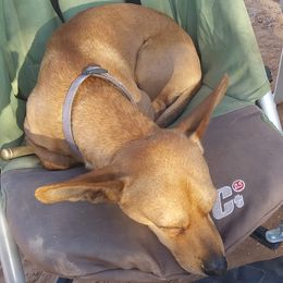 Companion Crosses from VW Chiweenys
