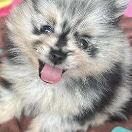 Pomeranians and Saint Bernards from Rashell's Puppies