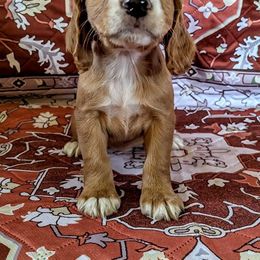 Fenloch Serendipity - Red female English Cocker Spaniel puppy in Phillips, Nebraska from Fenloch Gundogs