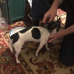 Pee Wee - Chihuahua