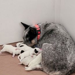Australian Cattle Dog puppies from Rundown Ranch Cattle Dogs