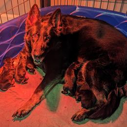 German Shepherd Puppies from Von der Mueller-Hof