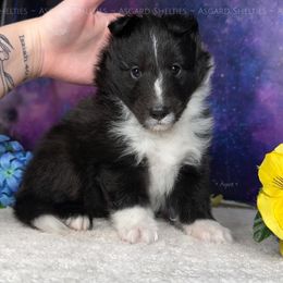 Dusty - Black and white male Shetland Sheepdog puppy in Elk, Washington from Asgard Shetland Sheepdogs