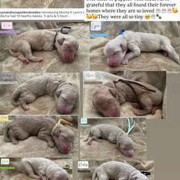 Bernedoodle and Goldendoodle Puppies from Lyon and Luna Goldendoodles Bernedoodles