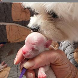 Sugar - White female Maltese puppy in Wittmann, Arizona from Marlees Puppies 1