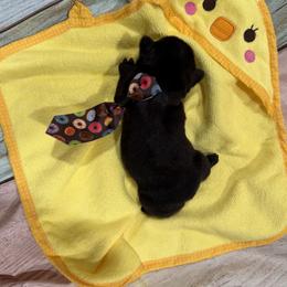 Solid Black - Black male French Bulldog puppy in Wellington, Colorado from Blood Family Frenchies and Bouvs