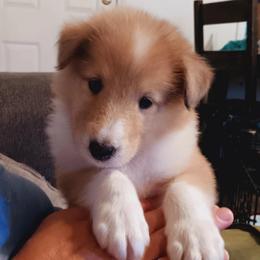 Leo - Sable and white male Collie puppy in Salem, Indiana from Living Blessed Collies