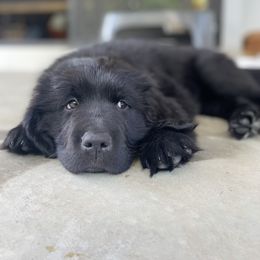 Newfoundland Puppies from Willamette Valley Newfoundlands