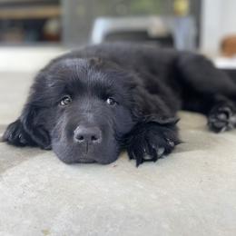 Newfoundland Puppies from Willamette Valley Newfoundlands