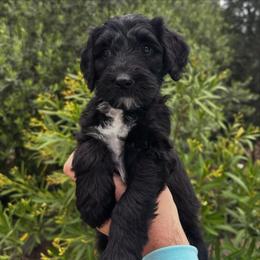 Moonlight - Black and white female Sheepadoodle puppy in Claremont, California from Dots Sheepadoodles