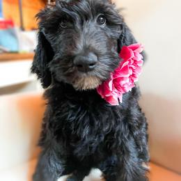 Goldendoodle Puppies from Lundee Doodles
