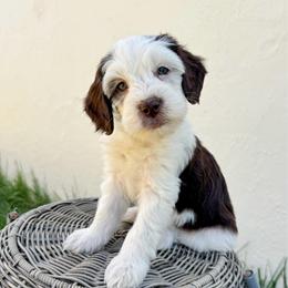 Abby - Phantom male Goldendoodle puppy in Woodland Hills, Utah from The Fairy Paw Mother