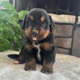 Furbie - Black and rust male Bernese Mountain Dog puppy in Dundee, Ohio from Steinhaus Dogs
