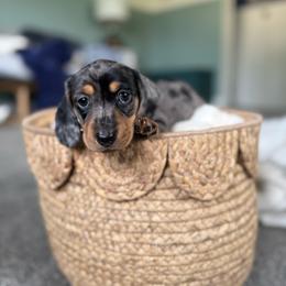 Charming - Dapple male Dachshund puppy in Toledo, Illinois from Mountjoy Dachshunds
