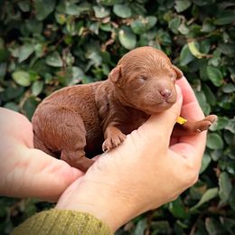 Yellow Collar Girl - Red  female Poodle puppy in Modesto, California from Dry Creek Poodles
