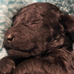 Girl 1 - Poodle puppy in Vancouver, Washington from Urban Hero Poodles