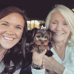 Yorkshire Terrier Puppies from Port City Yorkies LLC