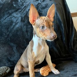 Sage - White and chocolate female Rat Terrier puppy in Red Bluff, California from Sugar Baby Bostons