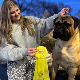 Bullmastiff Puppies from Amulet Bullmastiffs