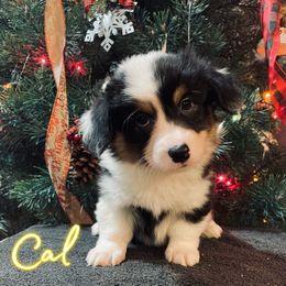 Cal - American Corgi puppy from Weatherby’s Corgis