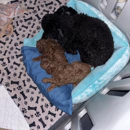 Poodle puppies from TruPoodles, Oklahoma AKC Mini poodles
