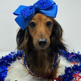 Ellie - Red female Dachshund puppy in Pulaski, Tennessee from Billboard Doxies