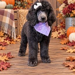 Aretha Franklin - Silver female Poodle puppy in Lookout, California from Rossiter Poodles